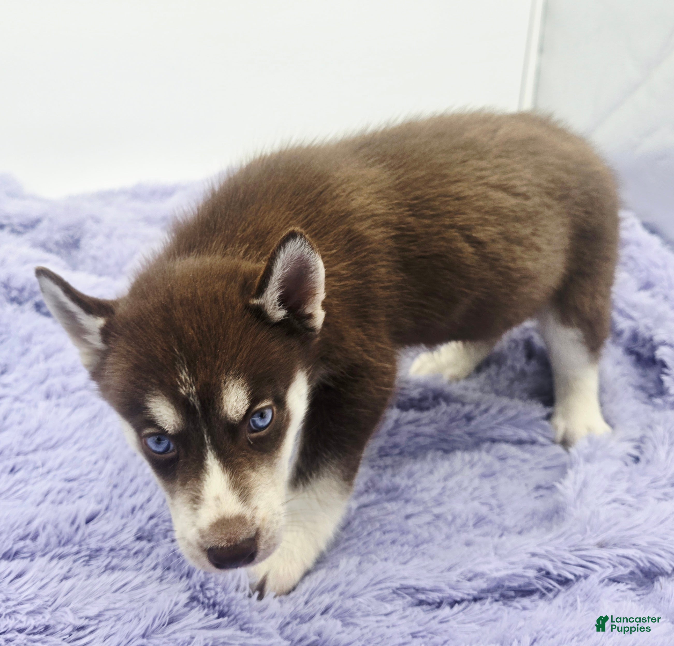 Siberian Husky dogs Chelsy - Ad 29