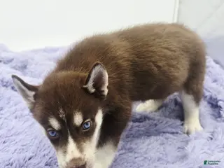 Siberian Husky dogs Chelsy - Ad 29