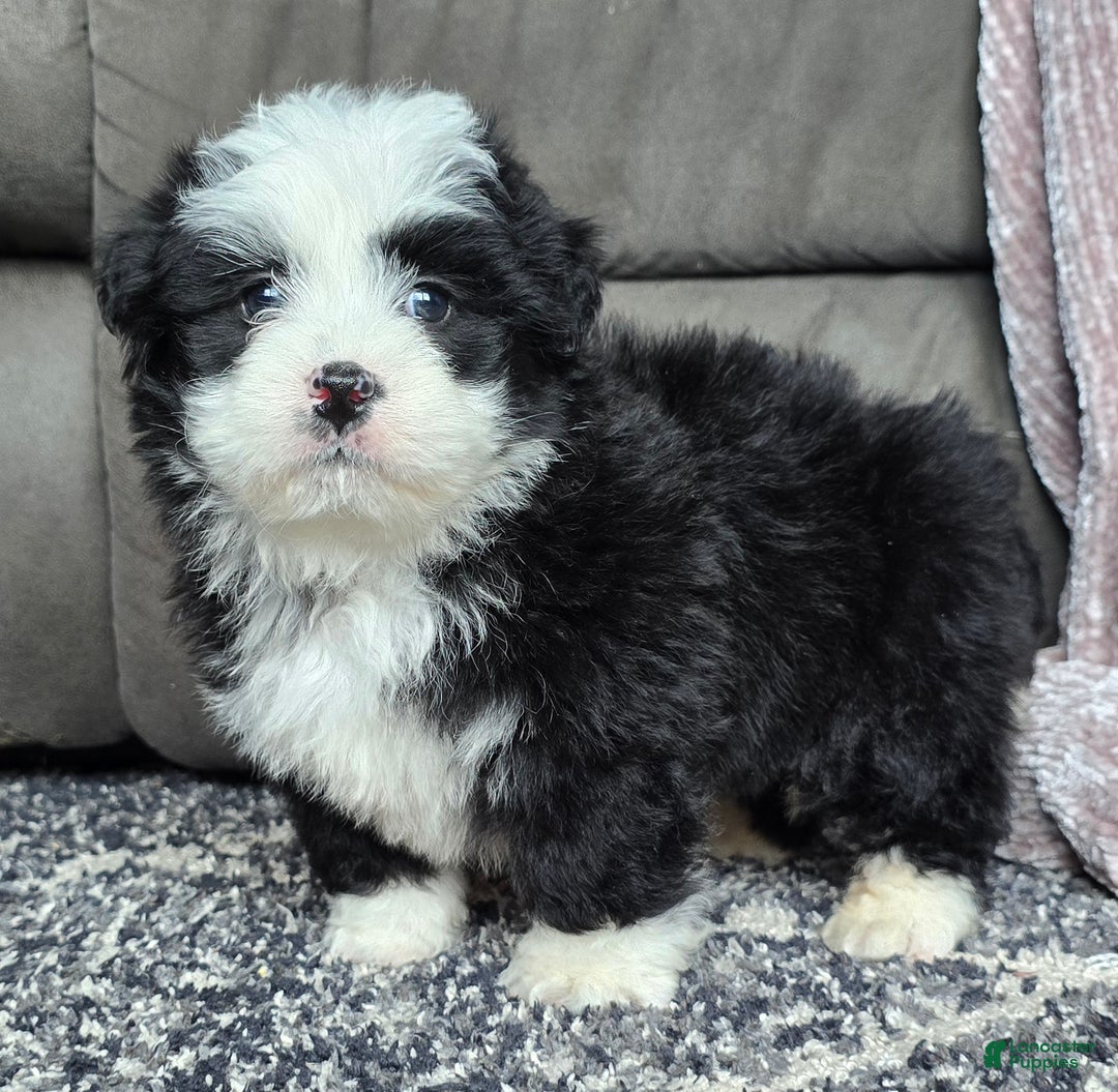 Mini Bernedoodle dogs for sale: Mini Boots - Ad 8