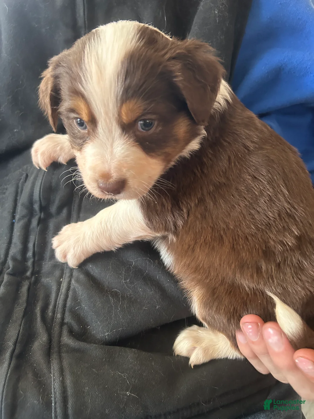 Australian Shepherd dogs for sale: Bridget Bishop - Ad 8