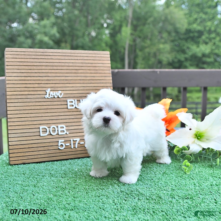 Maltese dogs Buddy - Ad 1