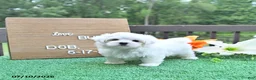 Maltese dogs for sale: Buddy - Ad 1