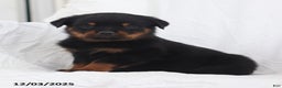 Rottweiler dogs for sale: Harley - Ad 2