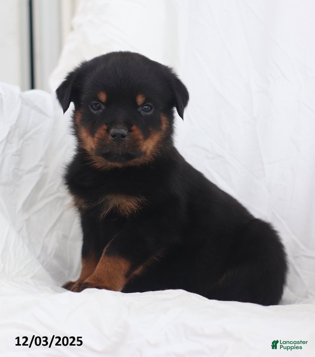 Rottweiler dogs for sale: Harley - Ad 2