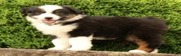 Miniature Australian Shepherd dogs for sale: Franklin - Ad 7