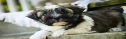 Havanese dogs for sale: Atlas Havanese  - Ad 9
