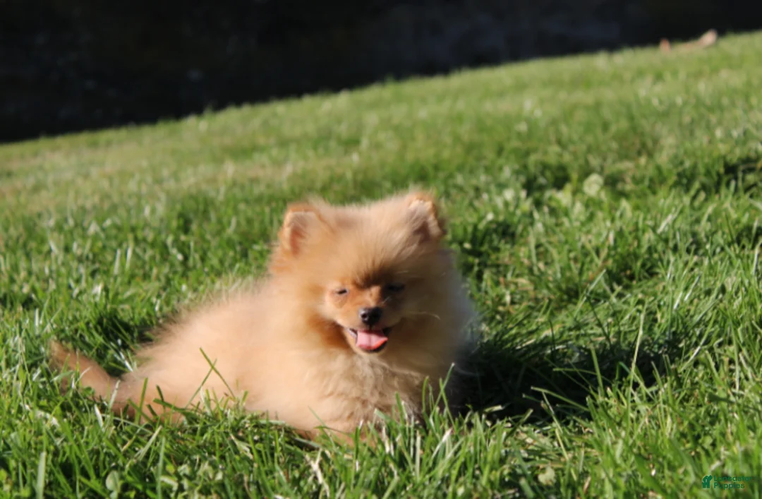 Pomeranian dogs for sale: Finn - Ad 1