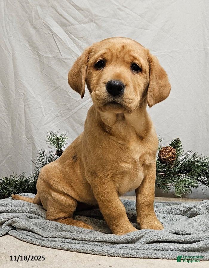 Labrador Retriever dogs Mya - Ad 4