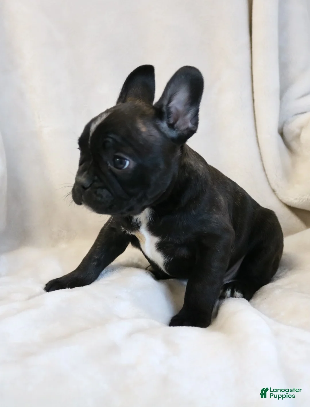 Frenchton dogs for sale: Cooper - Ad 3