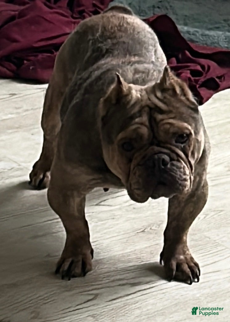 American Bully dogs American Bully 1 - Ad 25