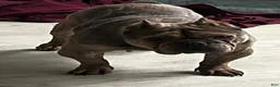 American Bully dogs for sale: American Bully 1 - Ad 1