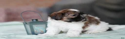 Shih Tzu dogs for sale: Male - scout - Ad 3
