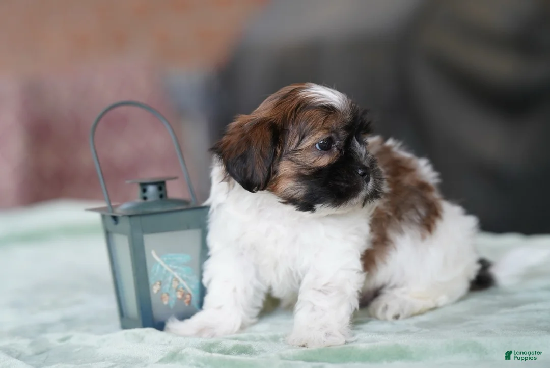 Shih Tzu dogs for sale: Male - scout - Ad 3