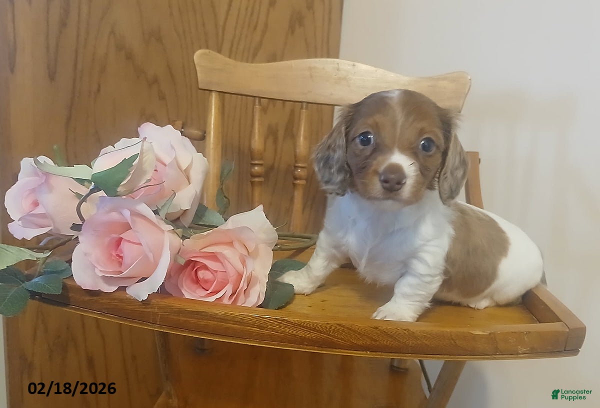 Miniature Dachshund dogs Honey - Ad 1