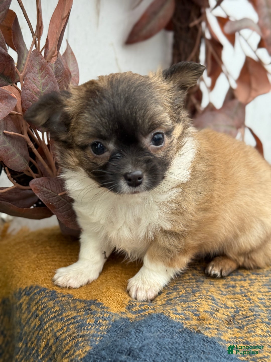 Chihuahua dogs for sale: Bixby - Ad 9