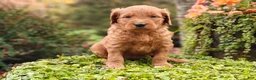 Goldendoodle dogs for sale: Latte - Ad 14