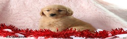 Golden Retriever dogs for sale: Lexus - Ad 2