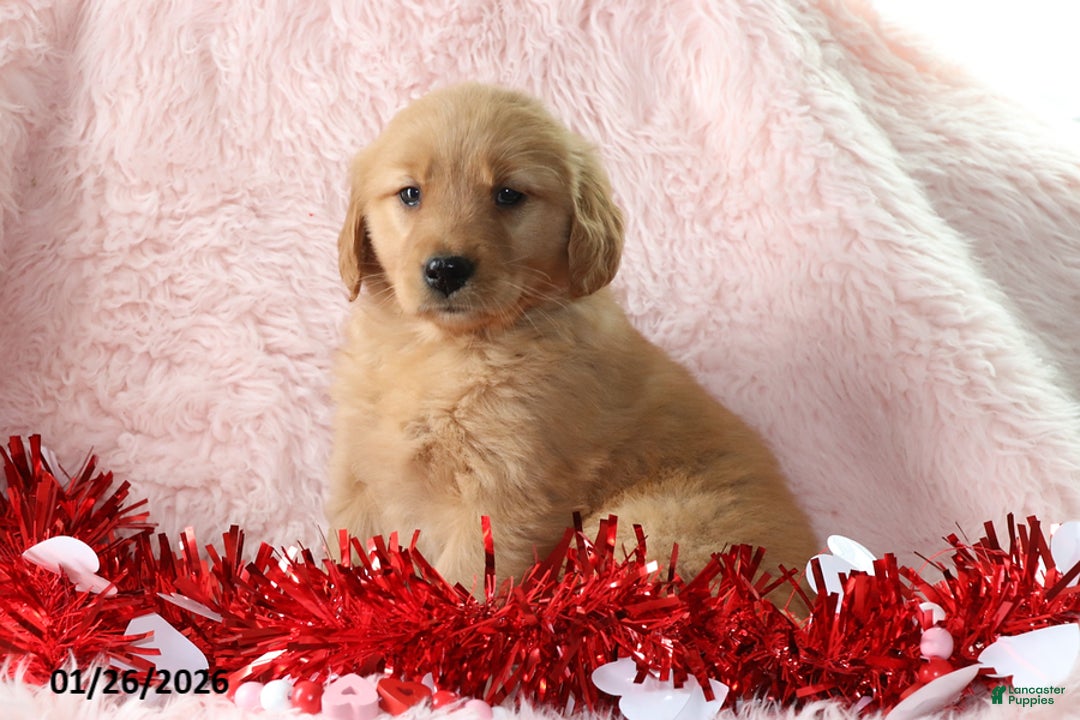 Golden Retriever dogs for sale: Lexus - Ad 2