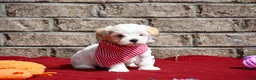Maltipoo dogs for sale: Jack - Ad 6