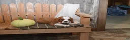 Cavalier King Charles Spaniel dogs for sale: Woodling - Ad 6