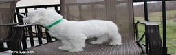Bichon Frise dogs for sale: Carson - Ad 6