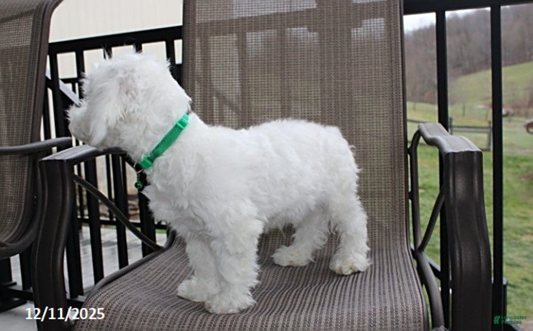 Bichon Frise dogs for sale: Carson - Ad 6