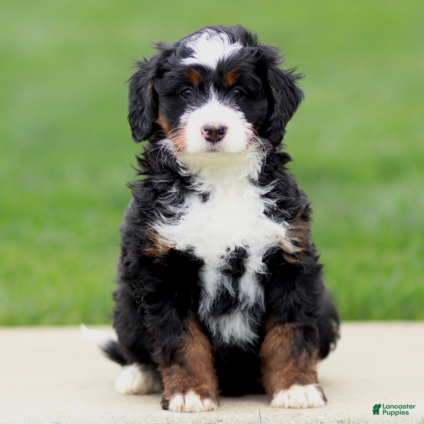 Bernedoodle dogs Eliza - Ad 1
