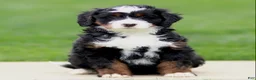 Bernedoodle dogs for sale: Eliza - Ad 1