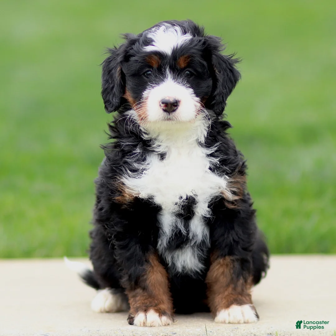 Bernedoodle dogs for sale: Eliza - Ad 1