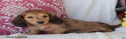 Miniature Dachshund dogs for sale: Rusty - Ad 5
