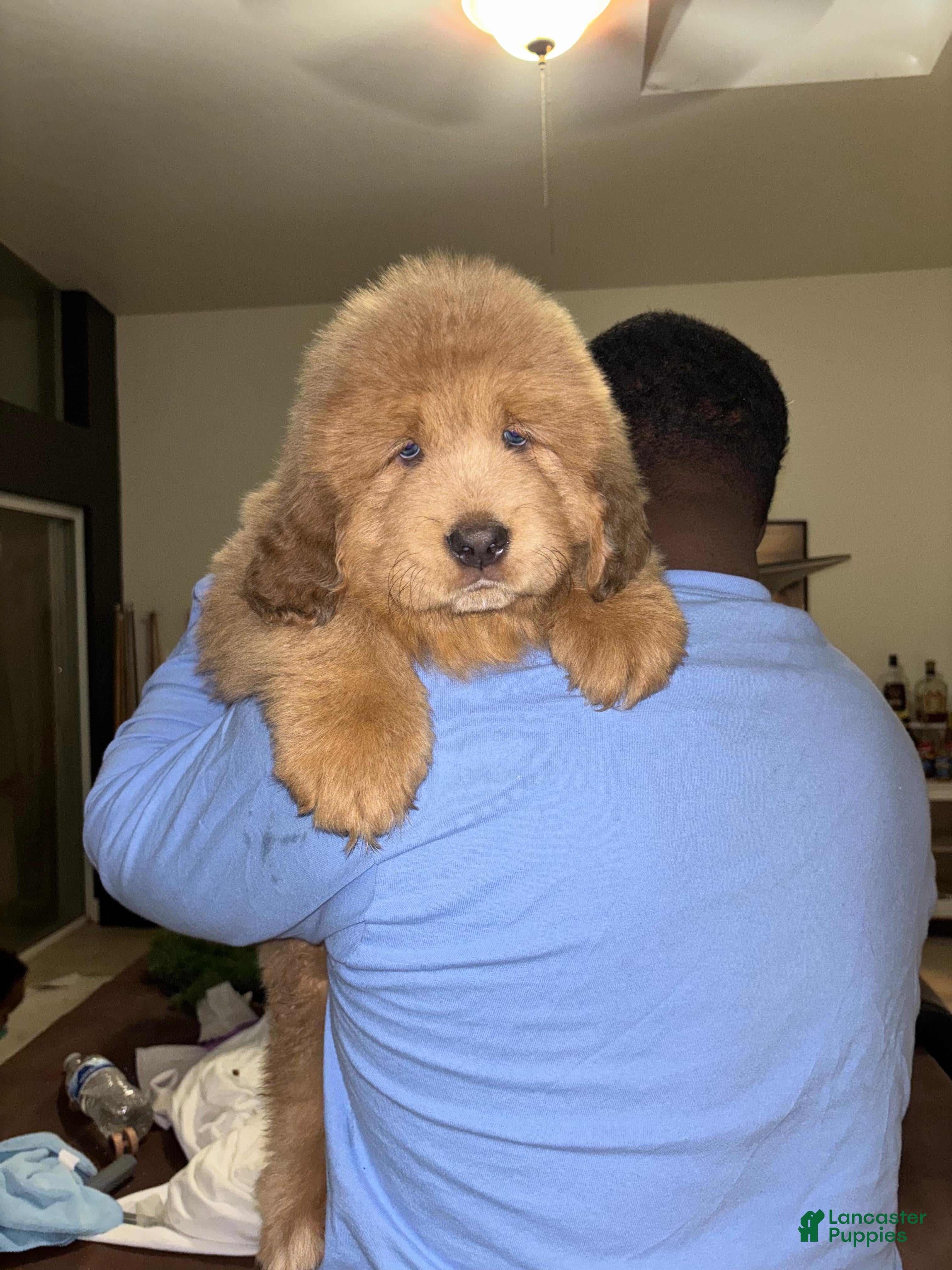 Tibetan Mastiff dogs for sale: Tibetan Mastiff Puppy 1 - Ad 3