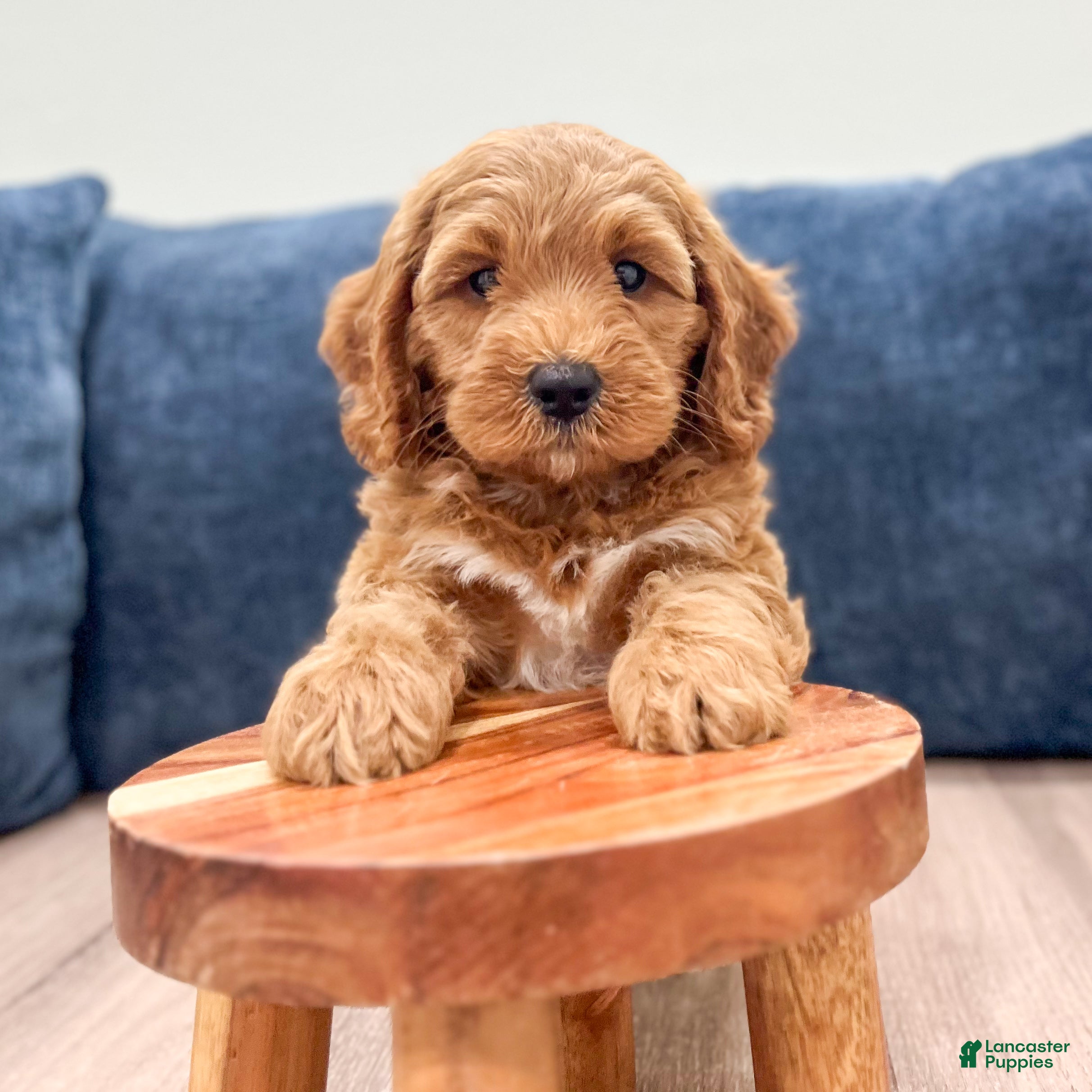 Miniature Labradoodle dogs Phoenix - Ad 2