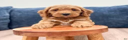 Miniature Labradoodle dogs for sale: Phoenix - Ad 2