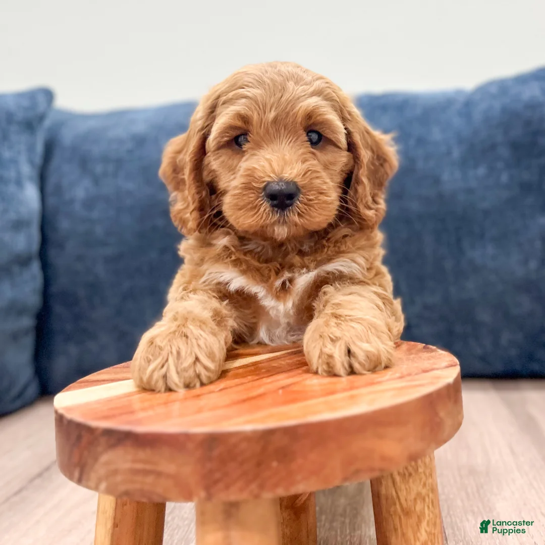 Miniature Labradoodle dogs for sale: Phoenix - Ad 2