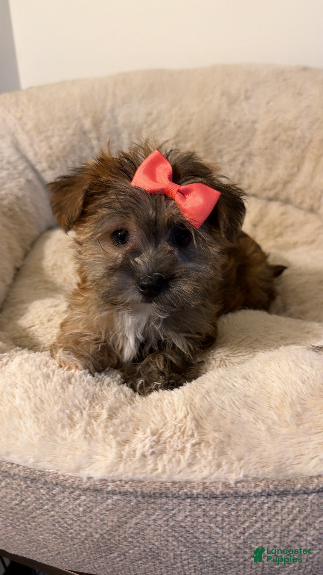 Morkie dogs for sale: Emma  - Ad 1