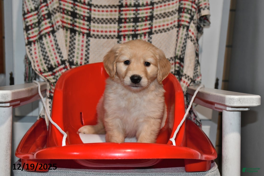 Mixed Breed dogs for sale: Izzy - Ad 1