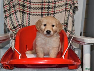 Mixed Breed dogs Izzy - Ad 38