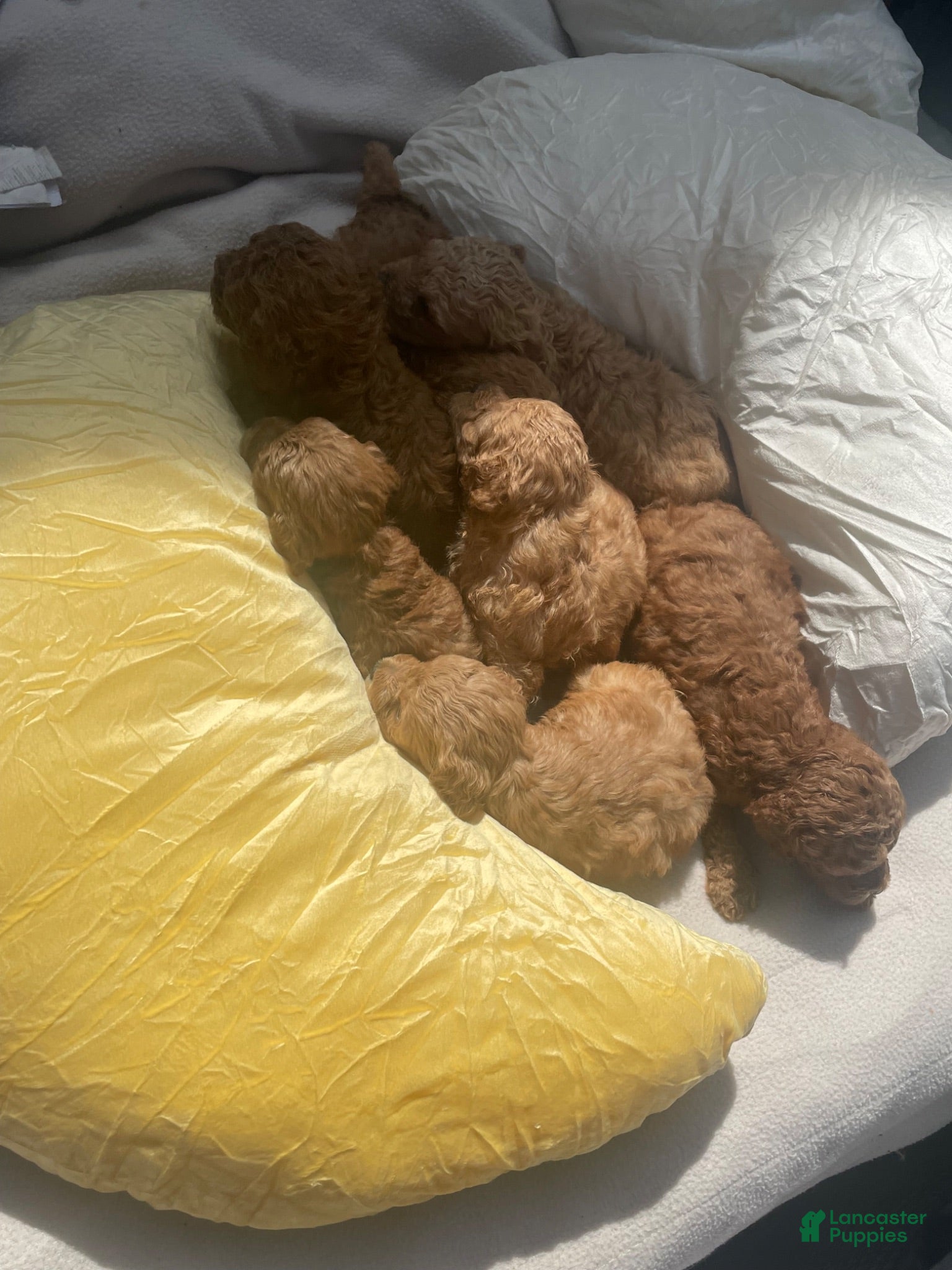 Cockapoo dogs cinnamonCockapoo 6 - Ad 30