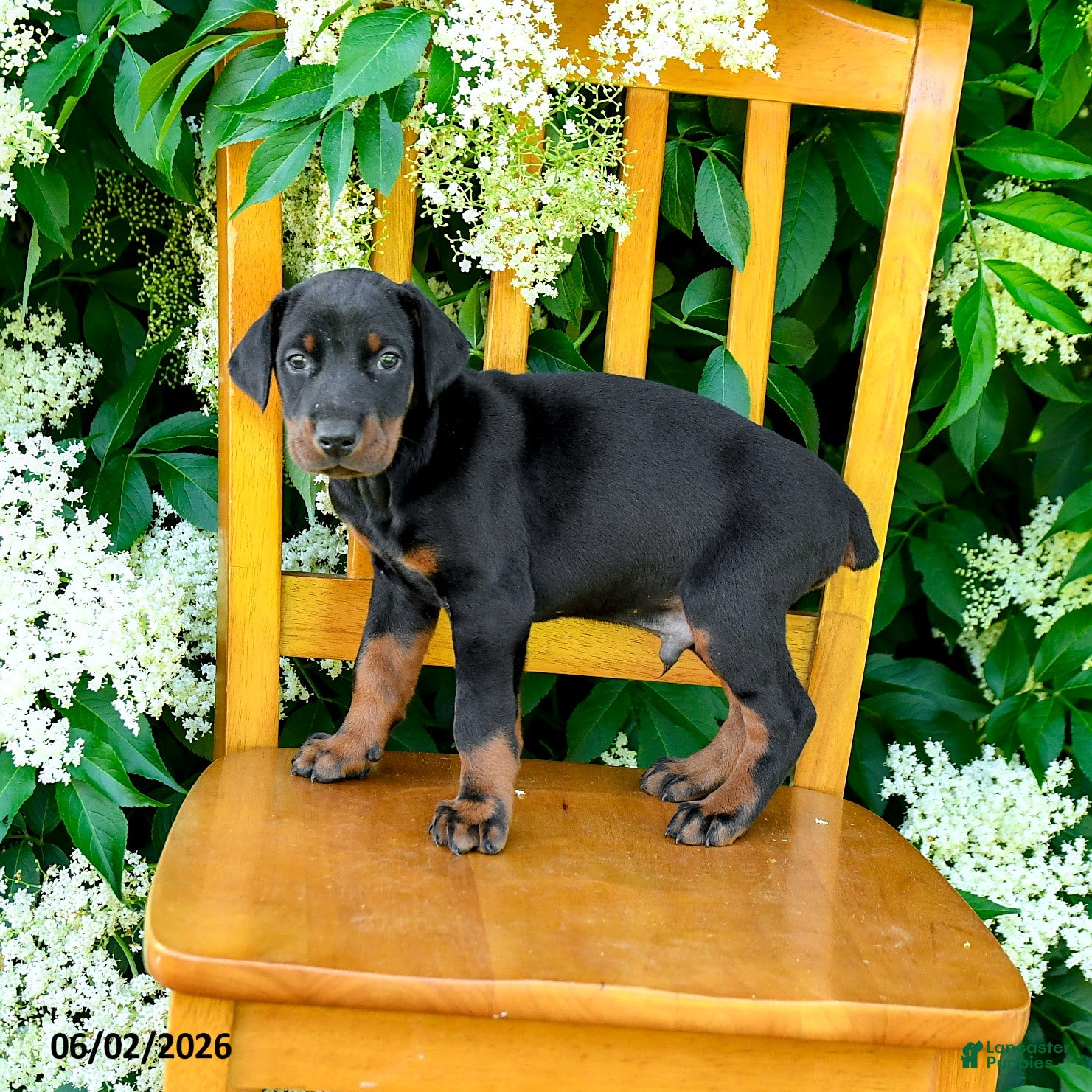 Doberman Pinscher dogs for sale: Laurie - Ad 1