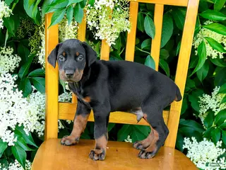 Doberman Pinscher dogs for sale: Laurie - Ad 3