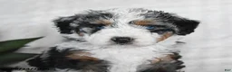 Bernedoodle dogs for sale: Orion - Ad 4