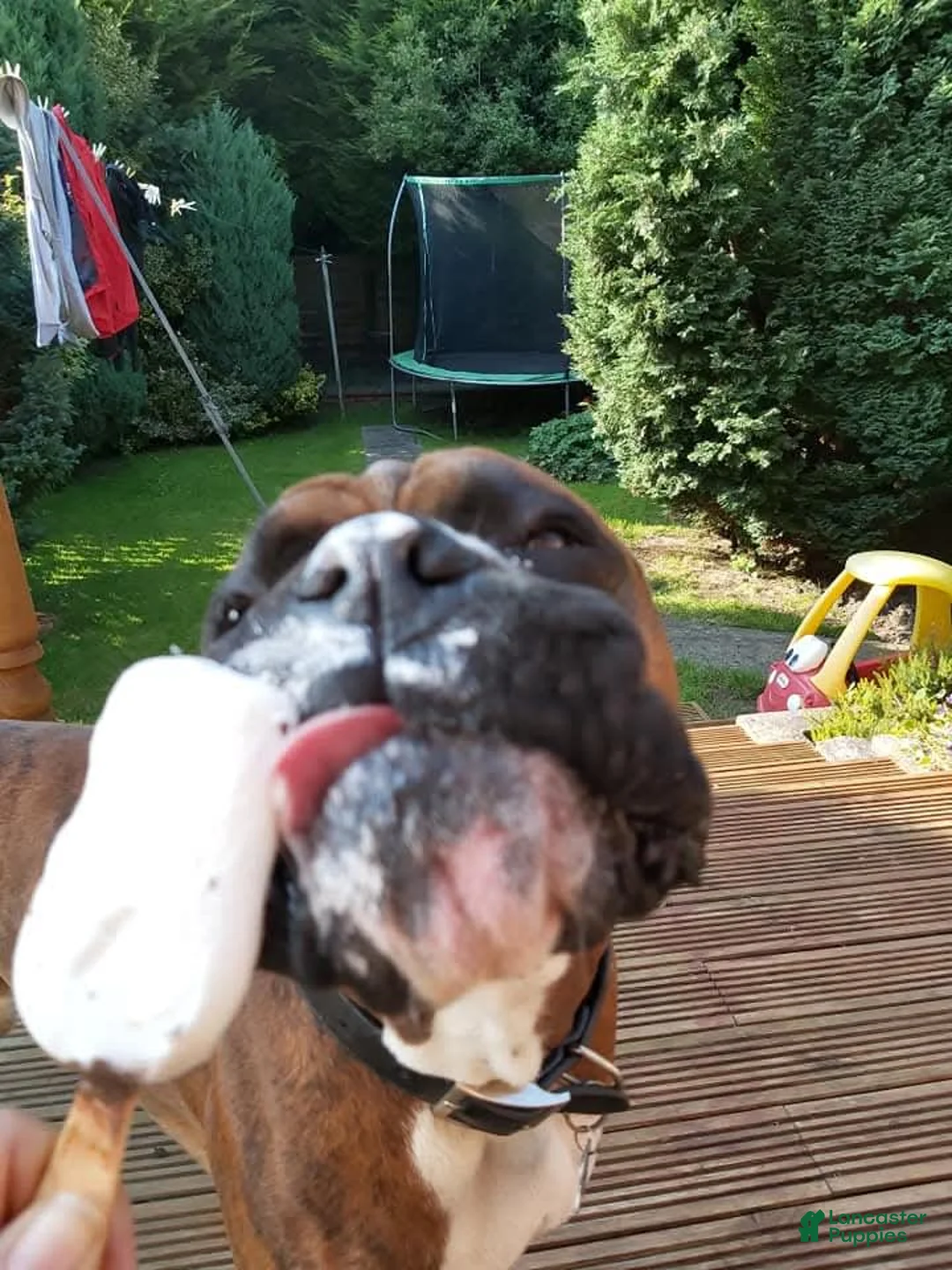 Gallery Image {{count}}