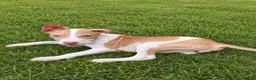 American Bulldog dogs for sale: American Bulldog female - Ad 3
