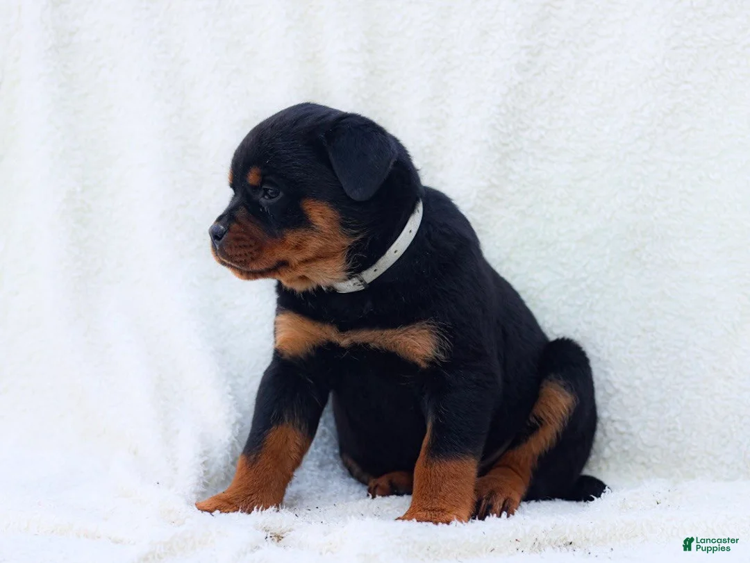 Rottweiler dogs for sale: Tori - Ad 4