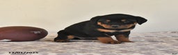Rottweiler dogs for sale: Natalie - Ad 2