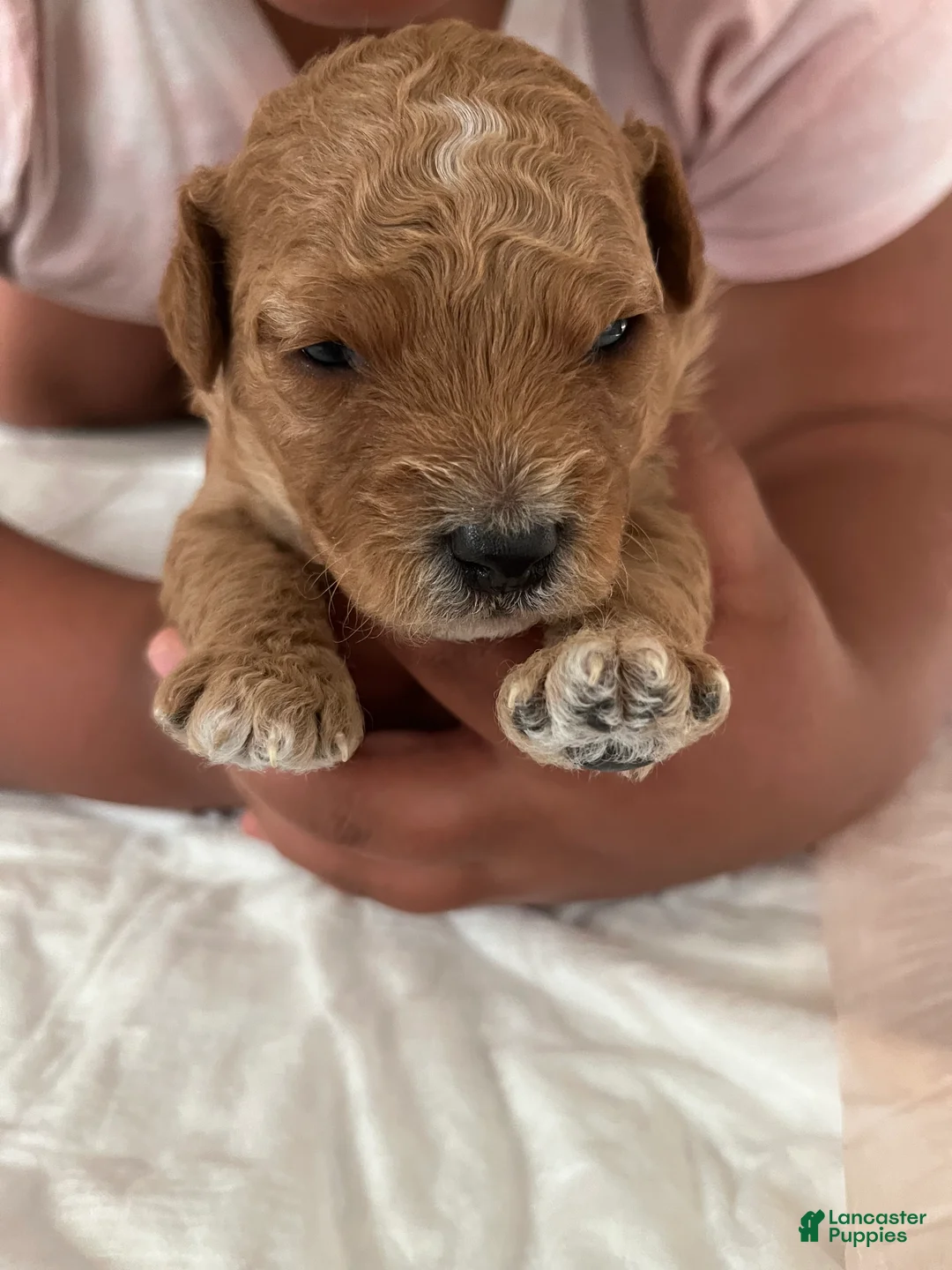Mini Goldendoodle dogs for sale: Mini Goldendoodle Puppy 1 - Ad 1