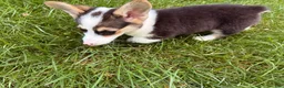 Welsh Corgi Pembroke dogs for sale: CLARK - Ad 7