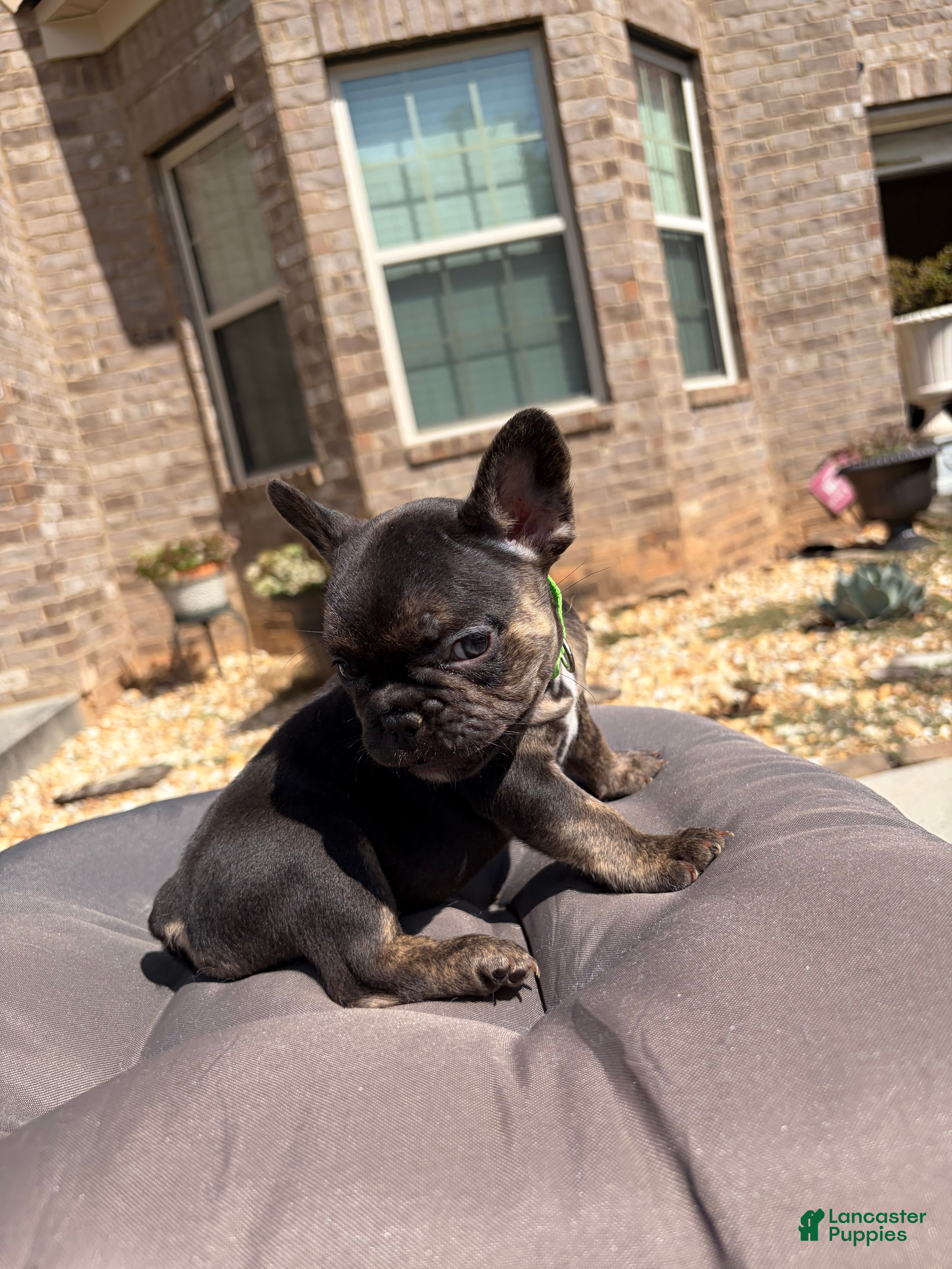 French Bulldog dogs French Bulldog 5 - Ad 1