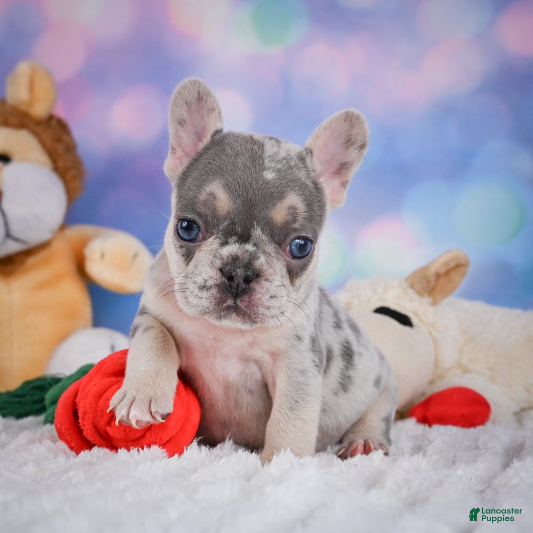 French Bulldog dogs for sale: Rose - Ad 6