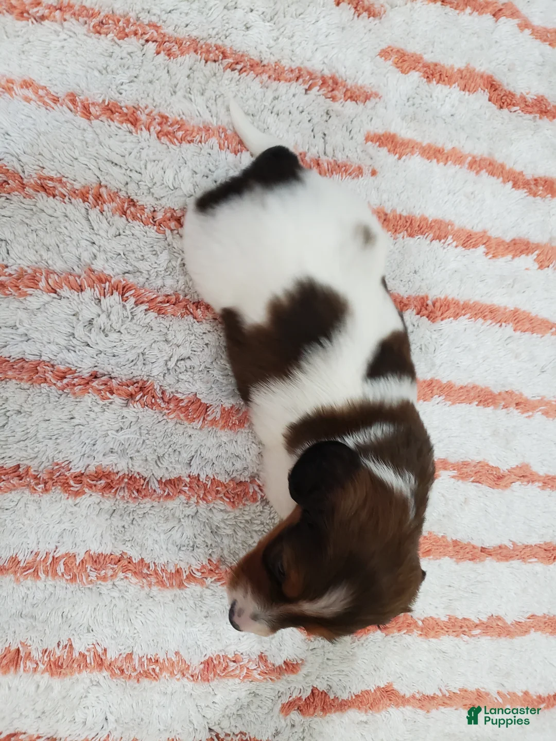 Miniature Dachshund dogs for sale: Rex - Ad 8